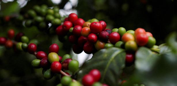 Café brasileiro pode ser barrado nos EUA por casos de escravidão