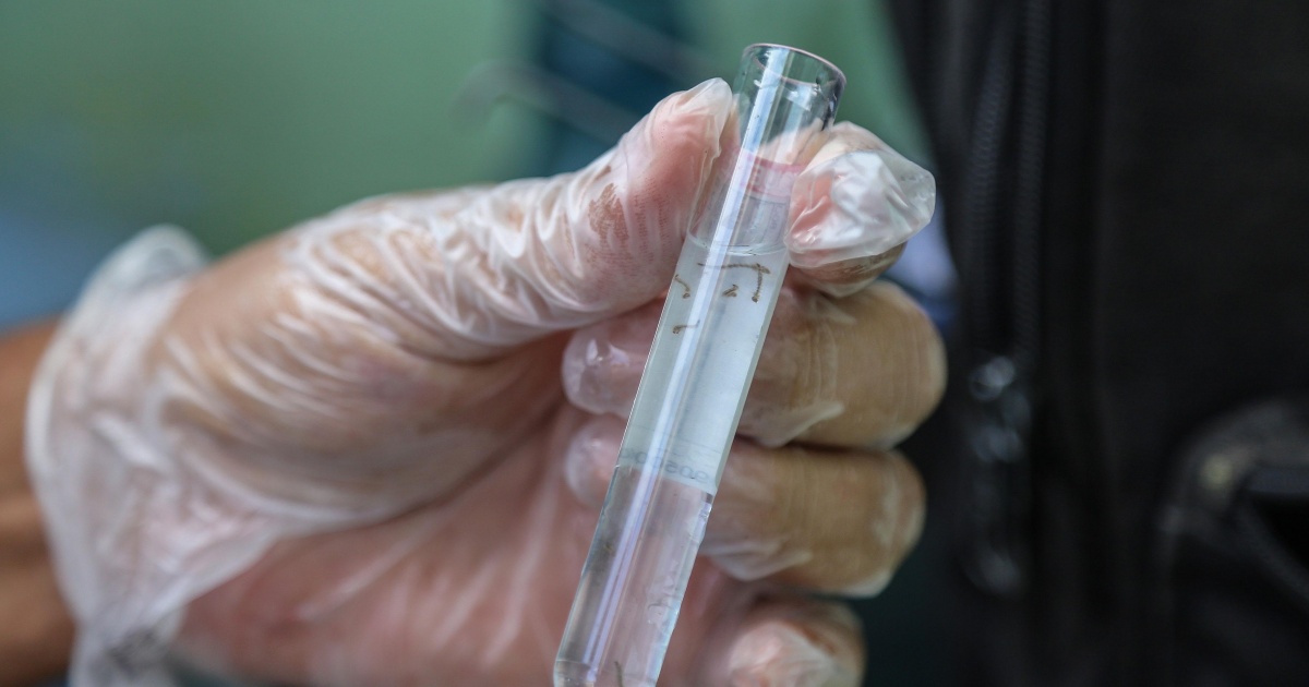 Salvador registra queda de 26% no índice de infestação do Aedes aegypti, mas cenário ainda exige atenção
